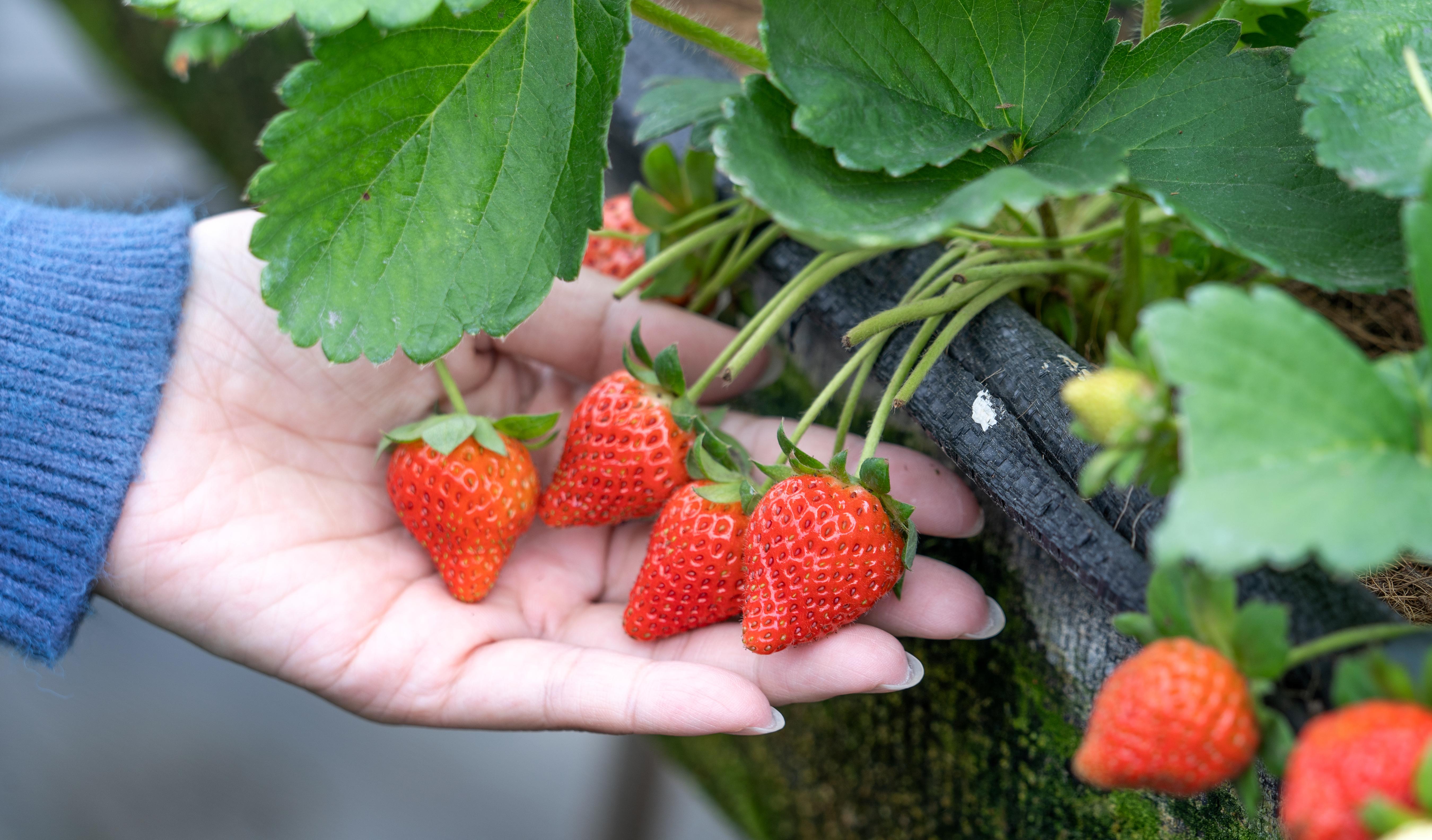 Strawberry Picking + Nami Island + Gangchon Railbike + The Garden of Morning Calm One Day Tour - Photo 1 of 6